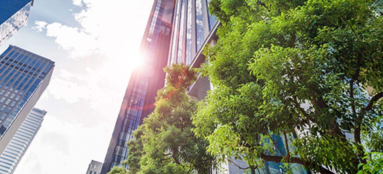 Skyscraper and trees in the sun